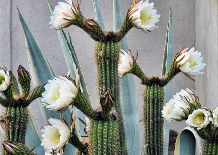 Blommande cereus