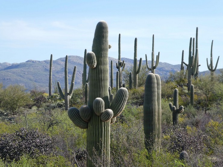 Cereus jätte ökenjätte