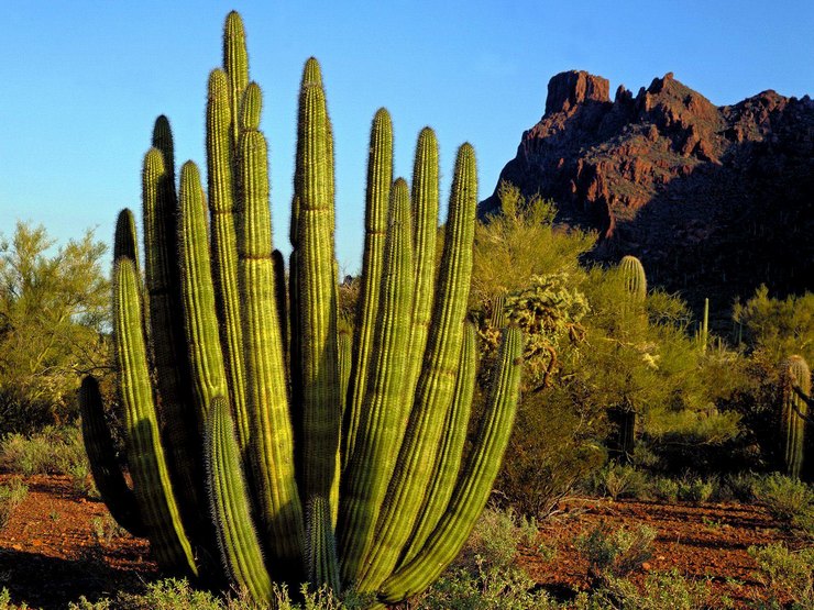 Cereus kaktus