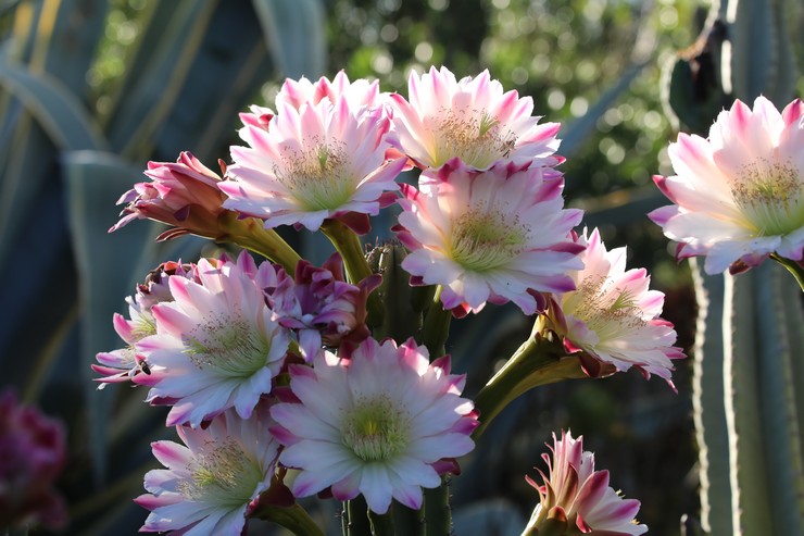 Cereus Peru