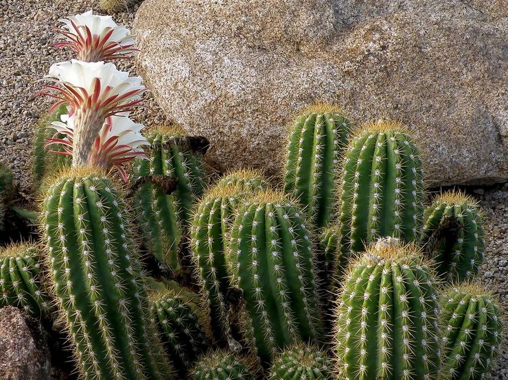 Pembiakan cereus