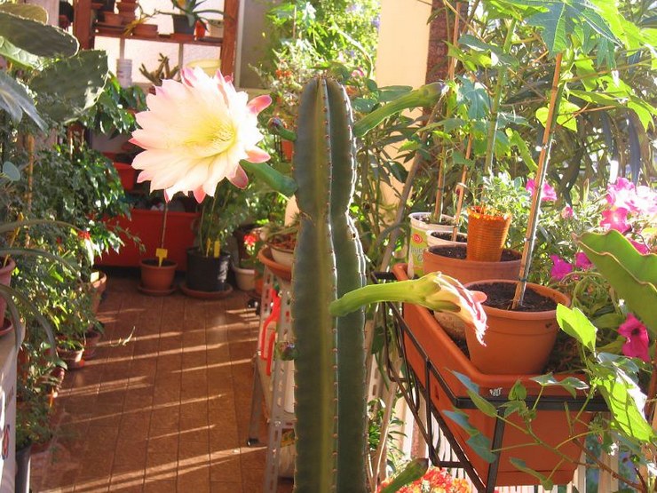 Cereus vård hemma