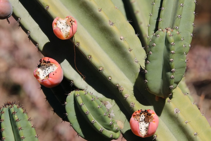 Cereus uruguayanska