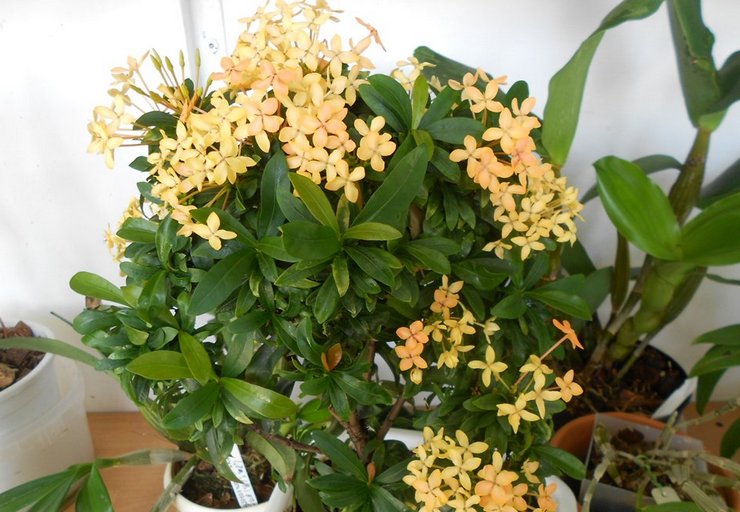 Ixora berpakaian teratas