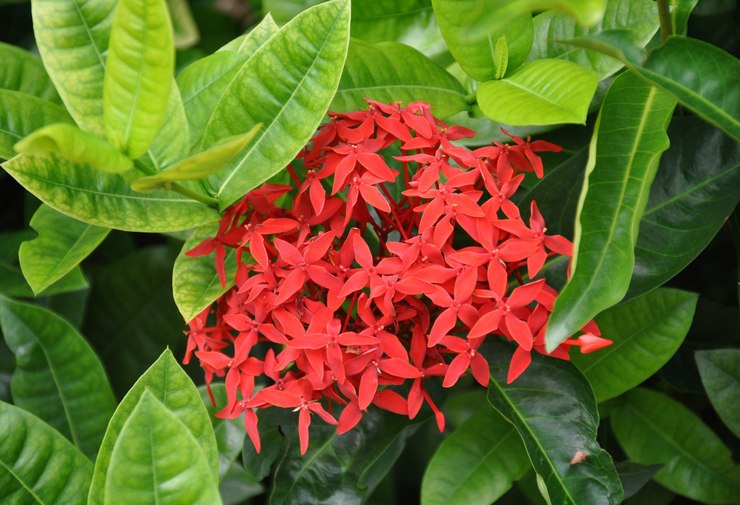 Ixora (Api Kayu)