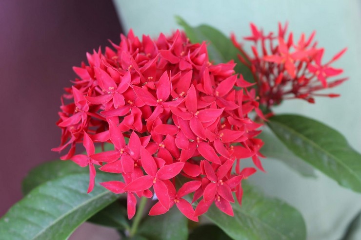 Kaedah pembiakan Ixora