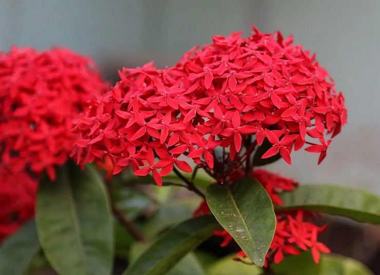 Ixora växt