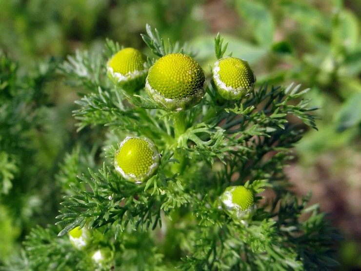 Chamomile wangi