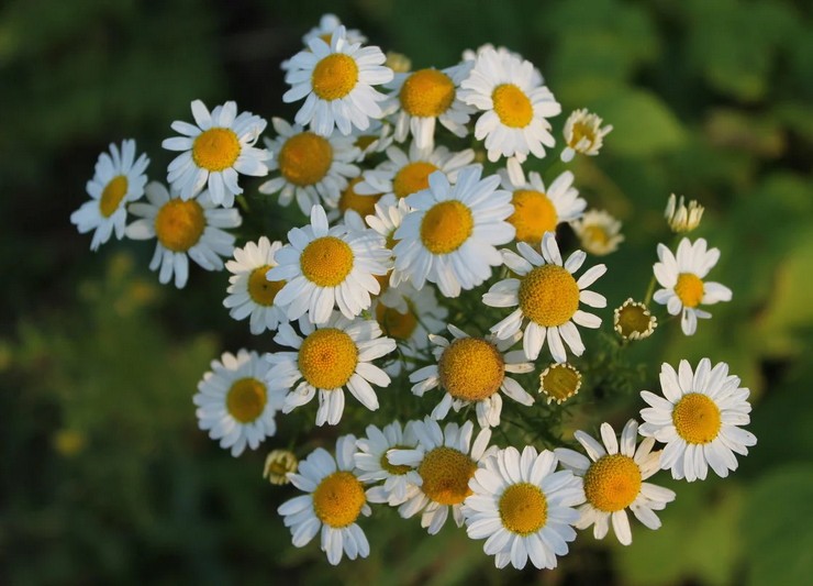 camomile farmaseutikal