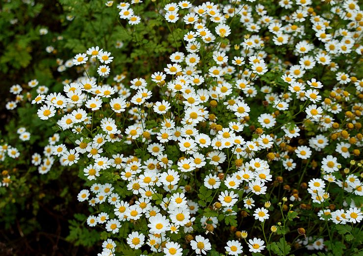 Chamomile Chikhachev