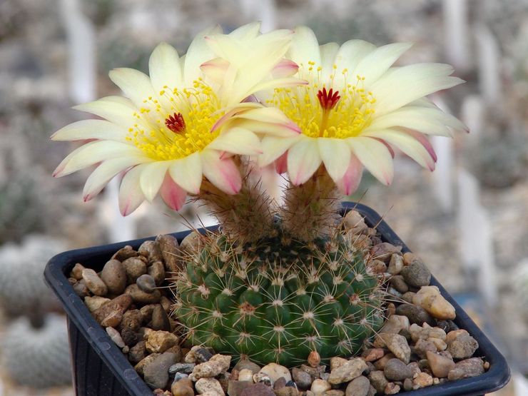 Notocactus smal