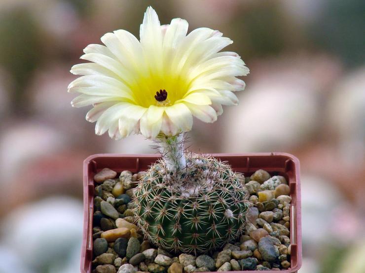 Notocactus