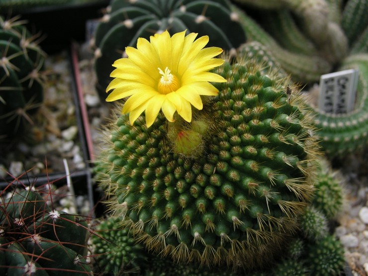 Rekh notocactus