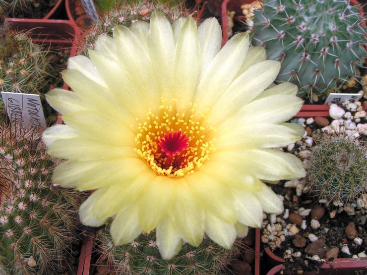 Notocactus platy atau rata