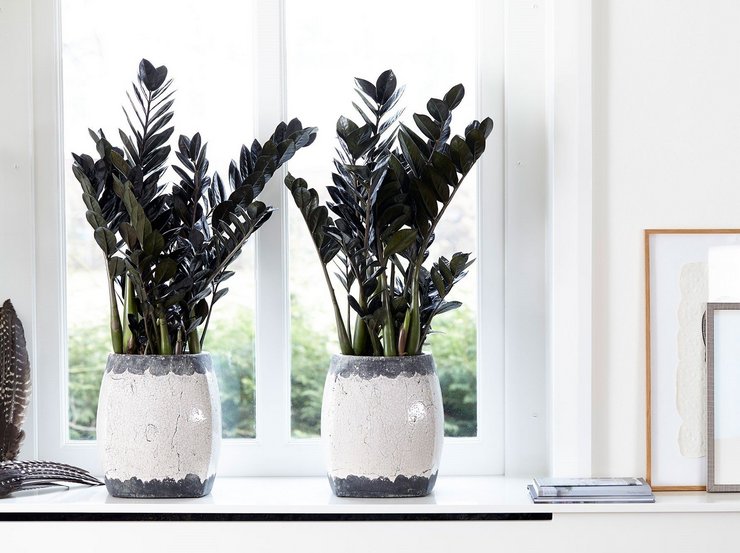 Zamioculcas hitam