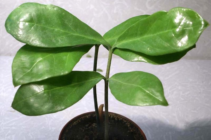 Zamioculcas berbentuk pisau pembedah