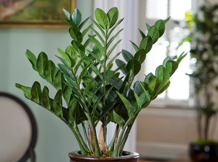 Zamioculcas (Dollarträd)