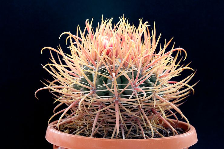 Ferocactus silinder