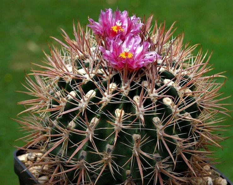 Ferocactus Ford