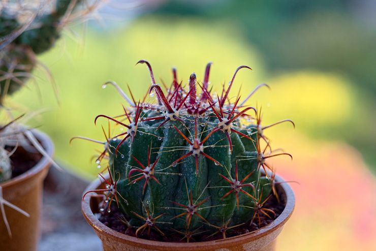 Ferocactus vattningsläge