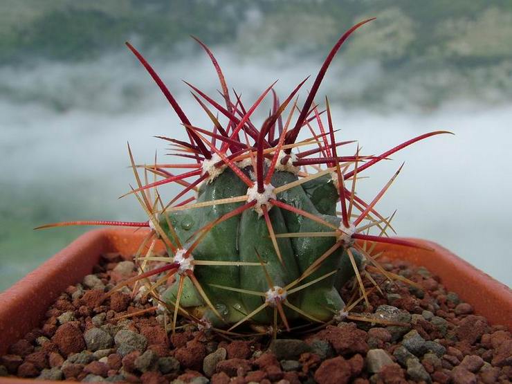 Ferocactus rectilinear