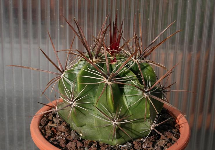 Ferocactus kraftfull