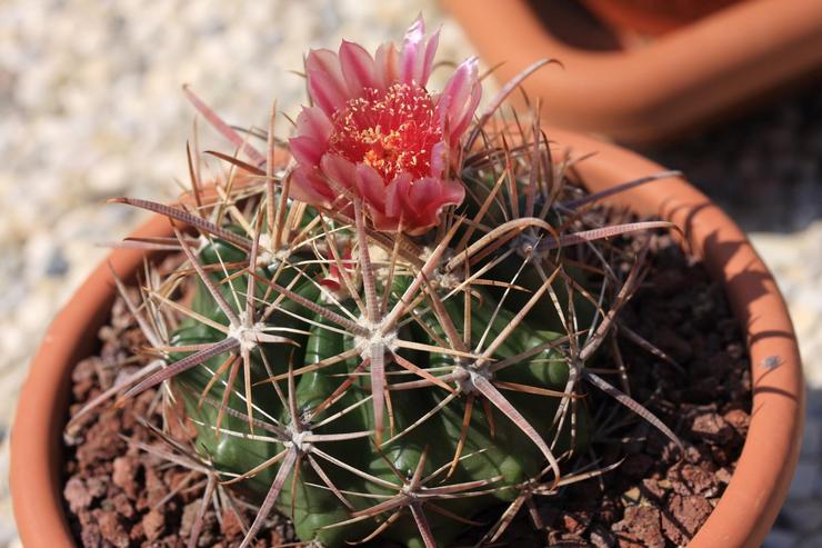 Ferocactus planterar jord