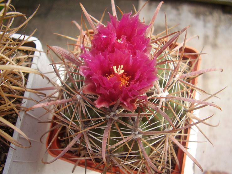 Ferocactus vård hemma