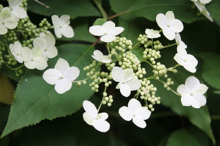 Penutup tanah Hydrangea