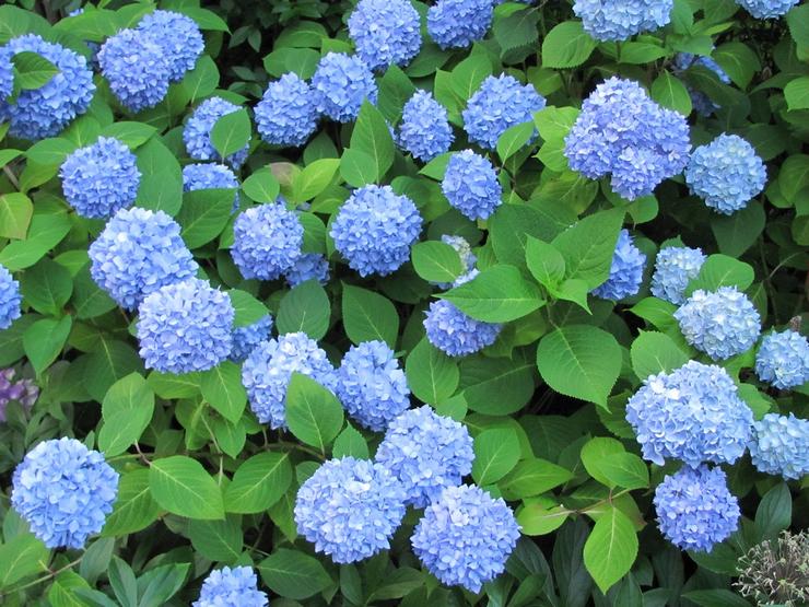 Storbladig hortensia