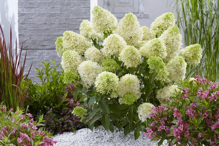 Hydrangea paniculata