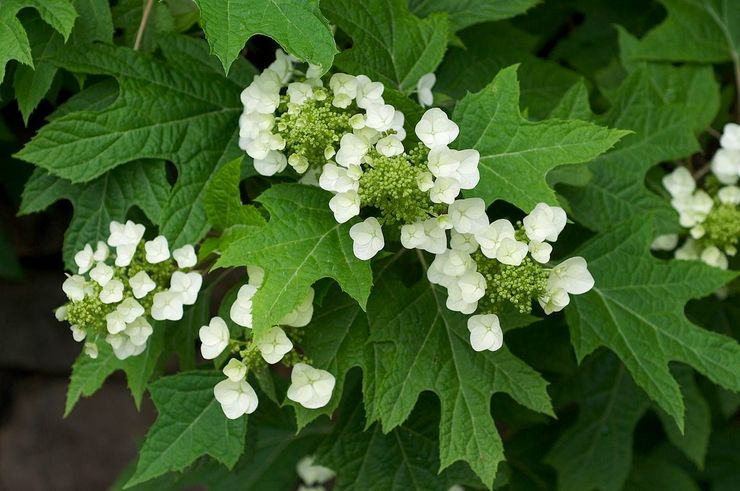 Oakleaf hidrangea