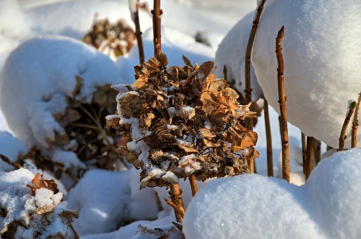 Hortensia på vintern