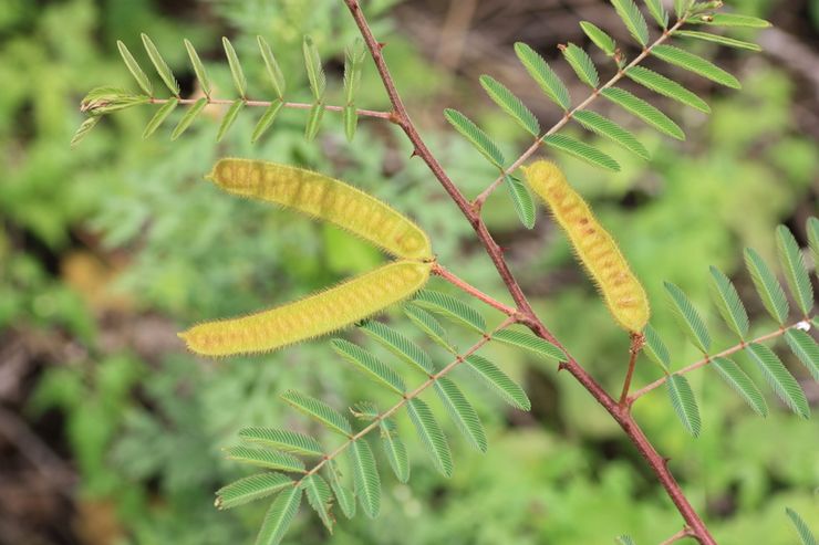 Mimosa malas