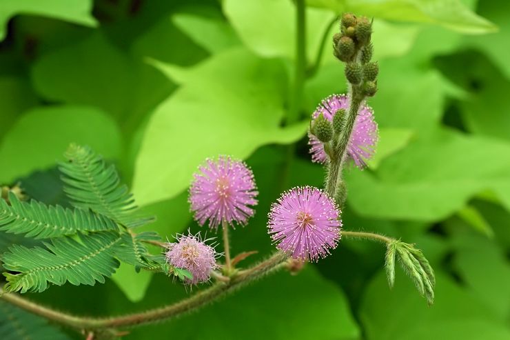 Mimosa bashful