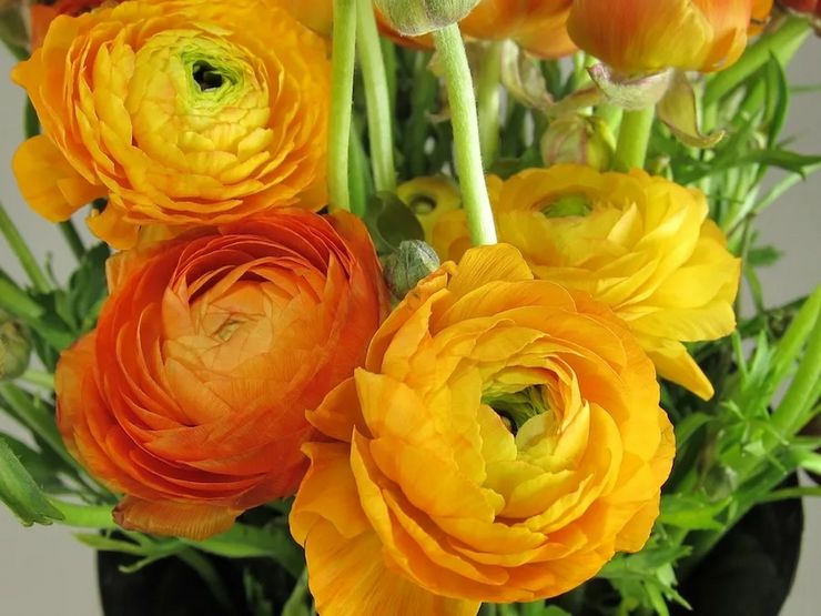 Ranunculus vård hemma