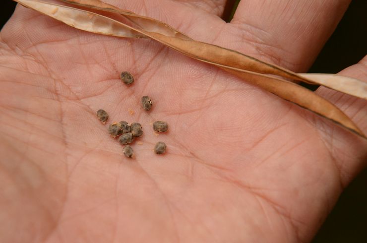 Pembiakan cowpea caracalla