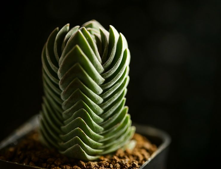 Crassula "Kuil Buddha"