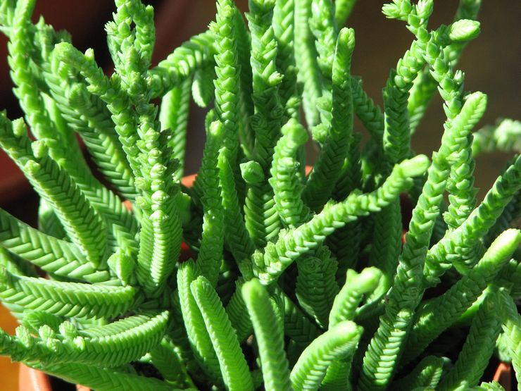 Crassula lymfoid