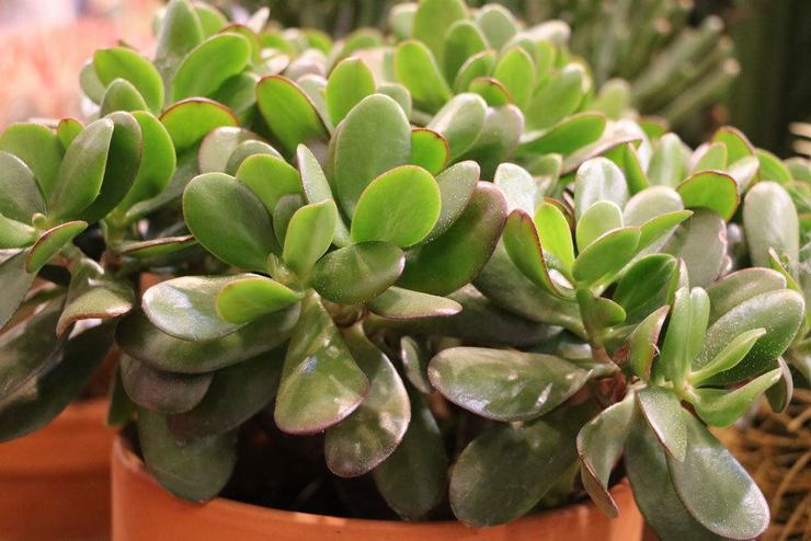 Crassula oval (Crassula ovata) eller äggformad