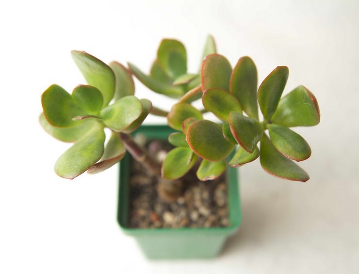 Crassula transplantation