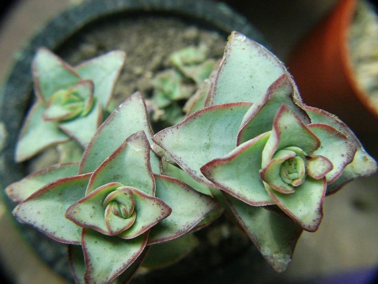 Perforator Crassula