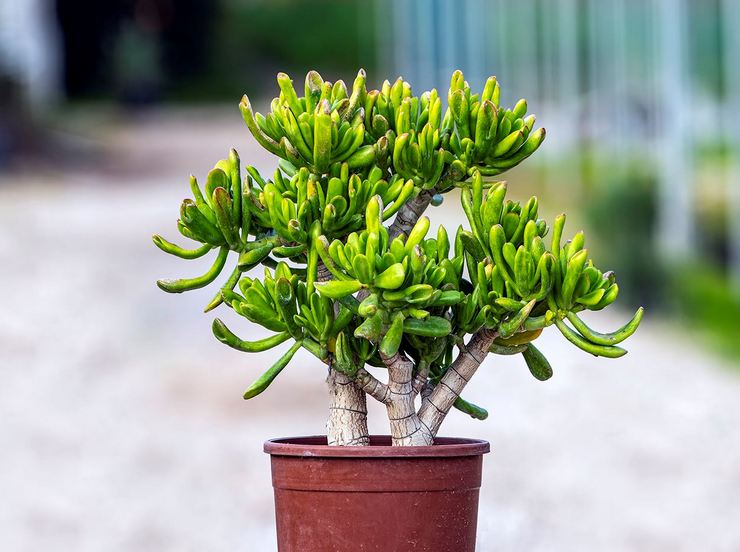 Crassula trelane