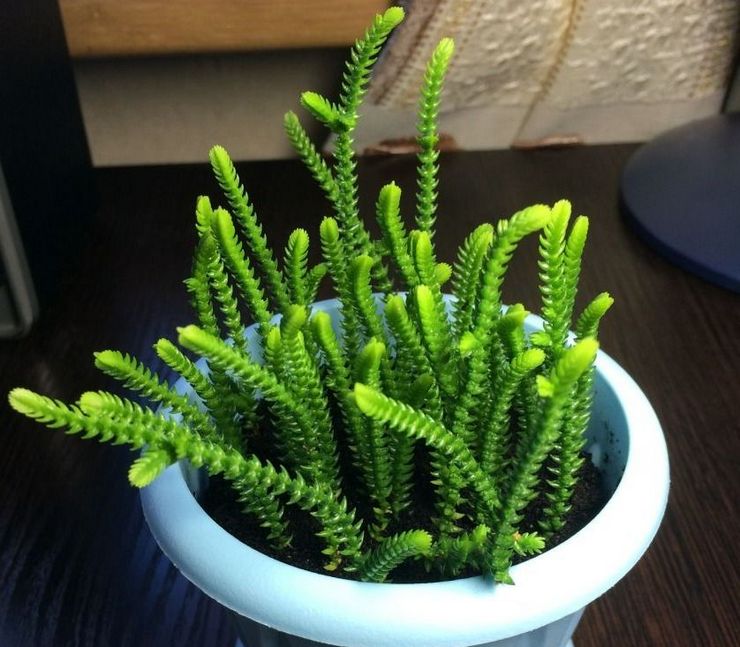 Crassula pseudo-crested