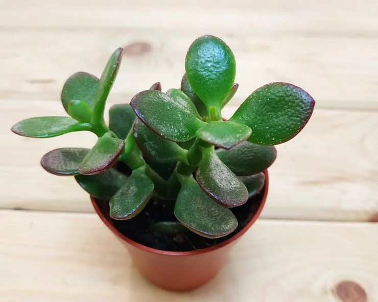 Crassula avelsmetoder