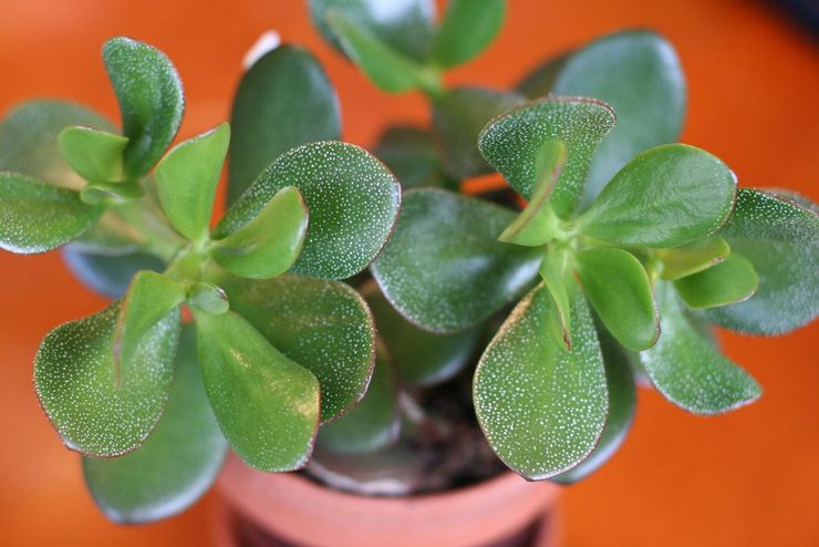 Användbara egenskaper hos Crassula