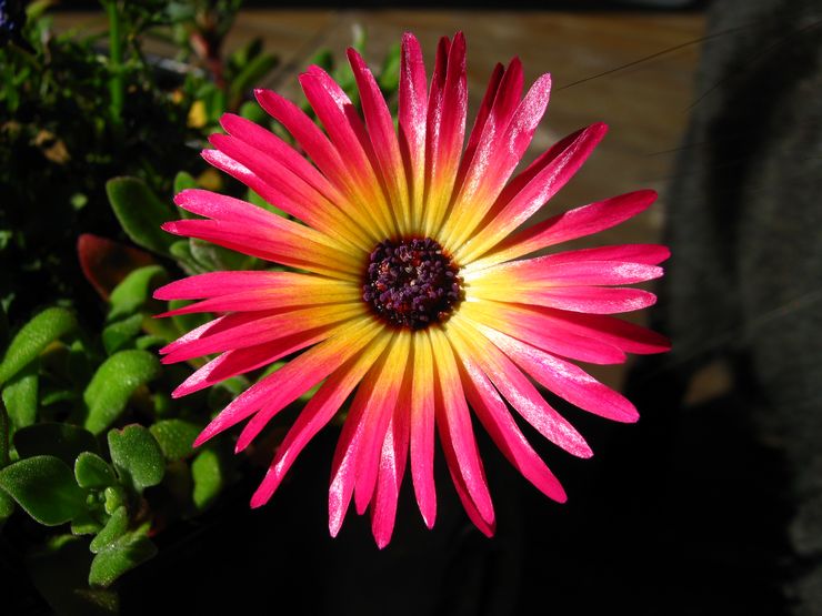 Dorotheanthus daisy