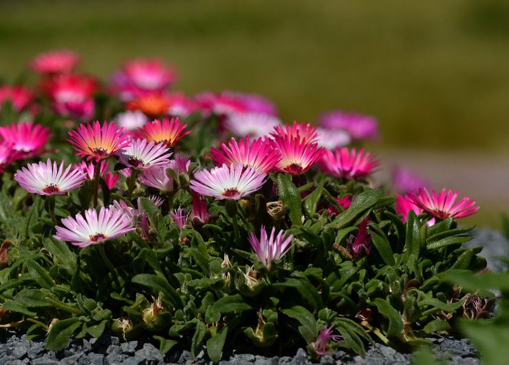 Växande dorotheanthus i trädgården