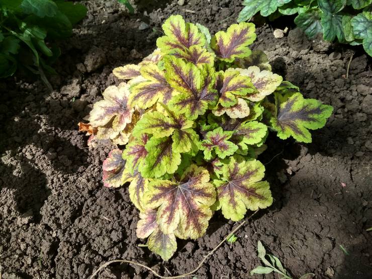 Plantering av heycherella i öppen mark