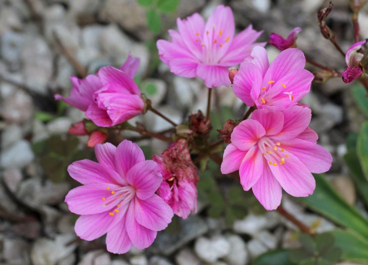 Levisia kotyledon